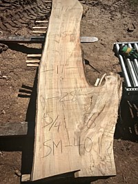 Ambrosia Maple